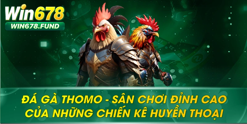 Đá Gà Thomo – Sân Chơi Số 1 Của Những Chiến Kê Huyền Thoại