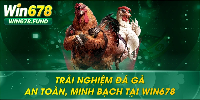 Trải nghiệm đá gà an toàn, minh bạch tại WIN678